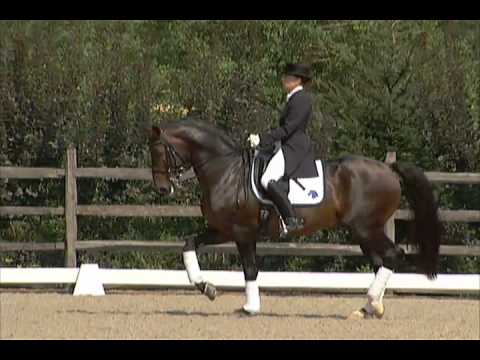 Florianus II, Dressage Stallion, Iron Spring Farm