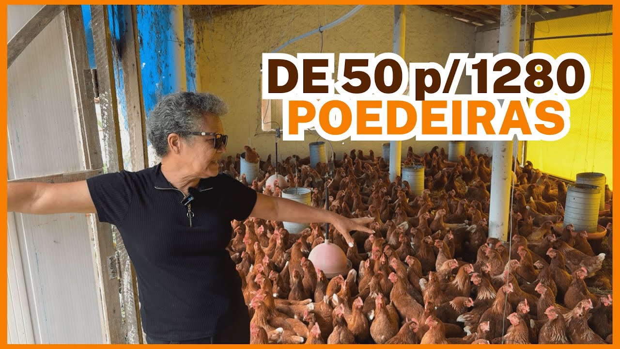 COMECEI com 50, HOJE são 1280 GALINHAS POEDEIRAS: produção de ovos caipiras