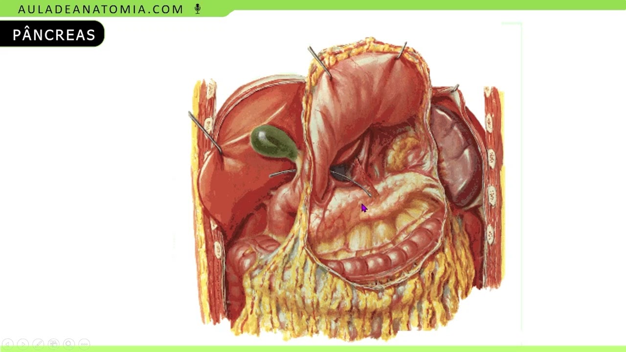 ANATOMIA DO PÂNCREAS #medicina #anatomy #medicos  #anatomia #pancreas #pancreaticcancer #medico