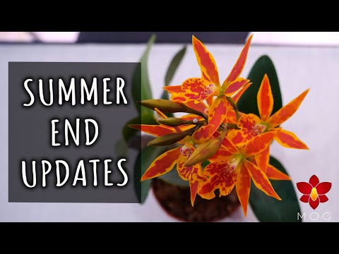 I'm back! Let's start with some Orchid Updates & new blooms!