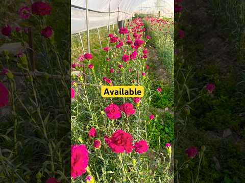 Purple tango and kino verity available #youtubeshorts #yt