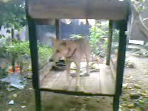 Sashen kashmika hewamannage