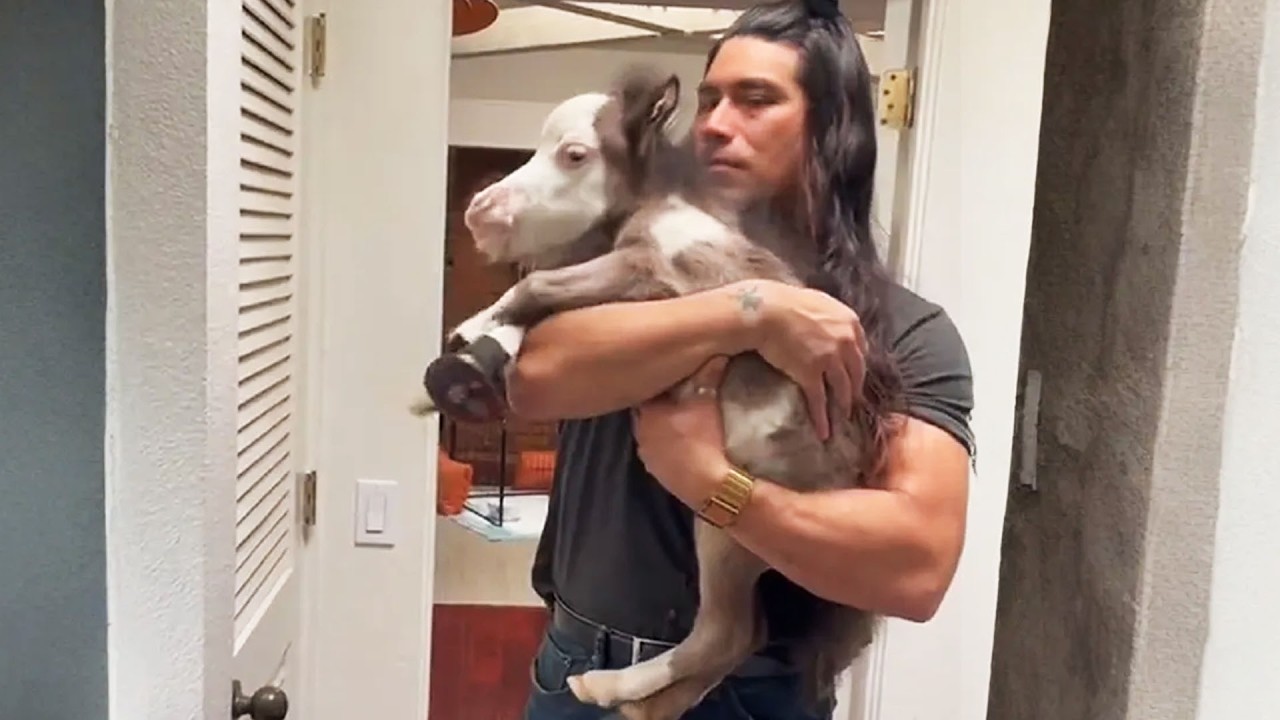 Dwarf Stallion Finds His Forever Home After Losing His Mom