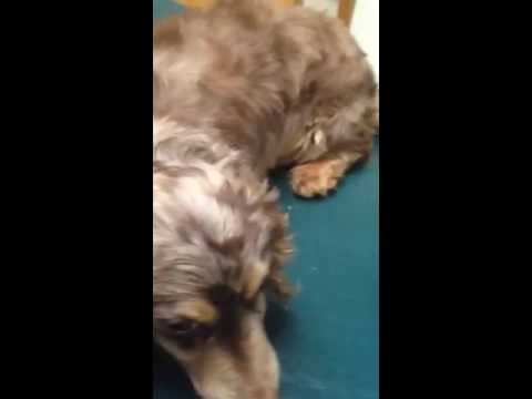 Puppyfind knowingly allows dishonest puppymill to sell stolen property - Image 2