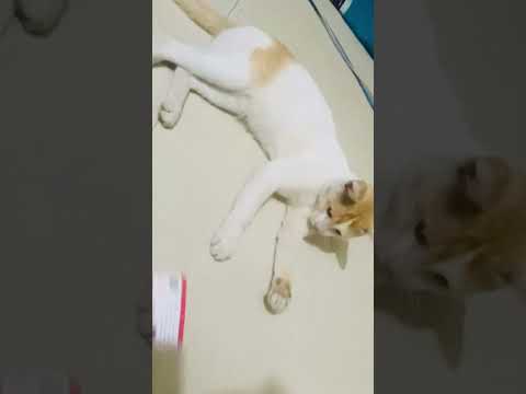 Lio he want a massage #cat #cats