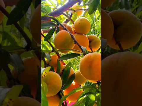 🍑Deliciosos duraznos gigantes #shorts #campo #huerta #frutas #garden#melocotón  #farm#chacra #peach