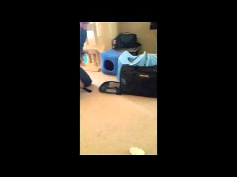 Cat doesn't want to get into a carrier!