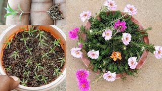 how to grow portulaca from seeds | portulaca growing tips | 10 o clock | mose rose