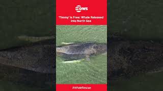 MISSION ACCOMPLISHED: "Timmy" the Humpback Whale Swims Free After 2-Month Rescue | DWS News | AL1C