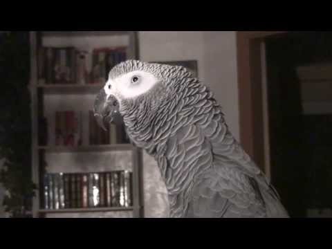 WAS GUCKST DU ? SPRECHENDER PAPAGEI SPRICHT WIE  KAYA YANAR