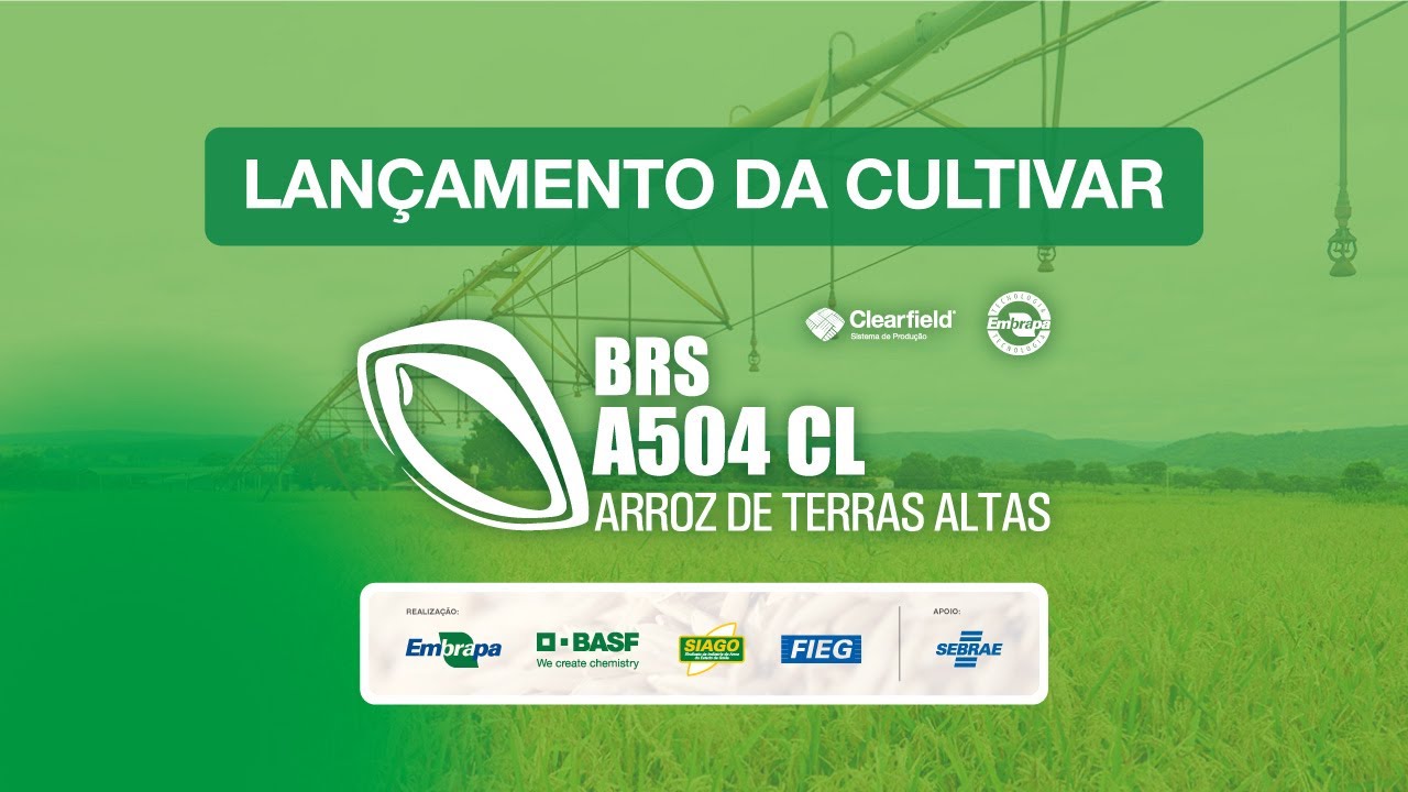 Lançamento da BRS A504 CL: A Revolução Tecnológica do Arroz de Terras Altas