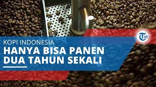 Kopi Juria, Kopi Langka yang Tumbuh Dua Tahun Sekali