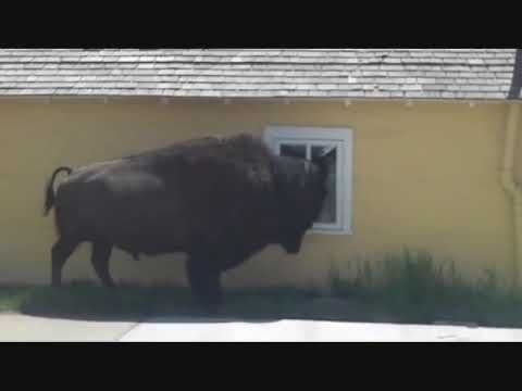 Caminhada de búfalo no Yellowstone Lake Hotel