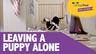 4 Simple Tips to Keep Your Puppy Happy When Left Alone - Dogs Trust Dog School