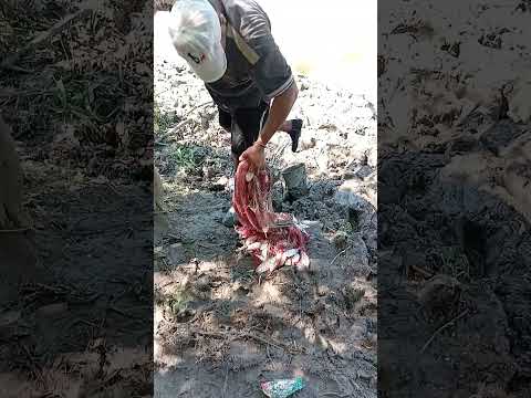 #suma de pescado en mahates  bolivar hoy 27 de diciembre 2025