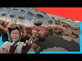 Dino Danger Dana Dex Vs T Rex Skeleton T Rex Chase