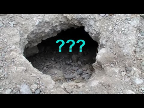 Gaura aparuta in traseu pe vf Ceahlau Toaca