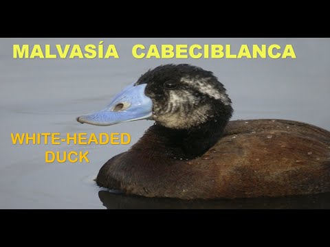 MALVASÍA CABECIBLANCA | White-headed Duck | Oxyu