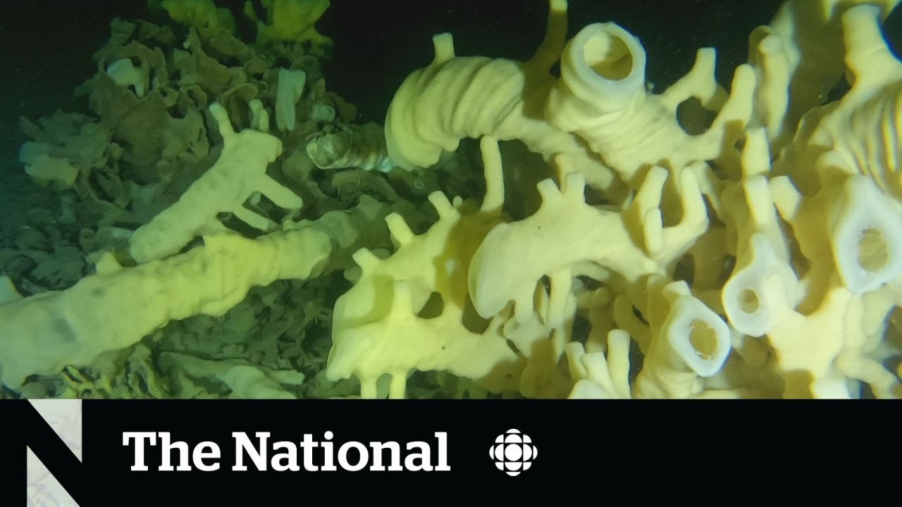 Unique glass reefs off B.C. coast under threat