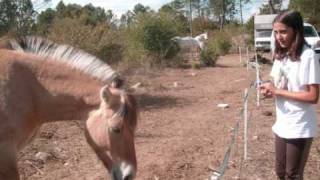 Bobby Goldsboro - Honey