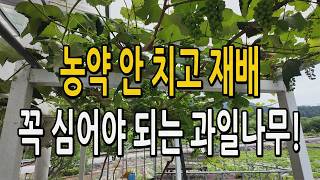 농약 안 치고 재배 가능한 과일나무 시골 가면 꼭 심어야 되는 나무 추천 포도나무 #<b class="sch_word">귀농</b>귀촌