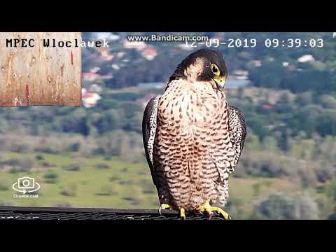 MPEC Włocławek Poland - New Female on the platform and in the nest - 2019 09 12 09 35