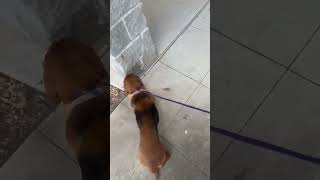 Video preview image #1 Basset Hound Puppy For Sale in Deepwater, NJ, USA