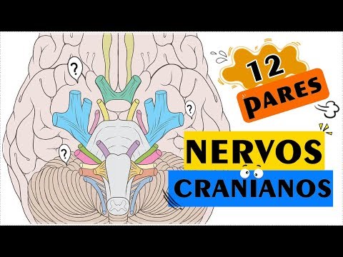NERVOS CRANIANOS | PARÓDIA  Corpo Sensual - Pabllo Vittar (feat. Mateus Carrilho)
