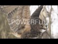 OWL Communications