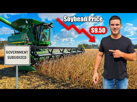 How Much Money 50 Acres of Soybeans Made