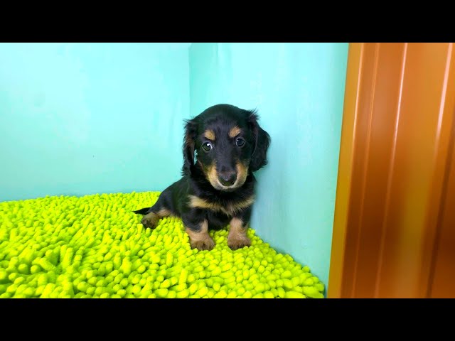 (子犬) 犬種：ダックスフンド・ミニチュア・ロング 女の子 ブリーダー マロニエケンネル　MARRONNIER KENNEL k3779の画像