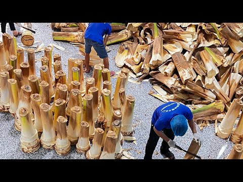 Quy Trình Đóng Gói Củ Hủ Dừa Sấy Khô Minh Hậu