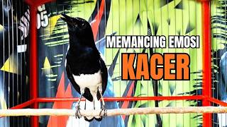 Download lagu PANCINGAN KACER bahan SUSAH bunyi, KACER GACOR NGEPLONG bikin KACER MANAPUN ikut GACOR mp3