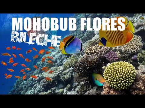 Mohobub Flores - Beliche