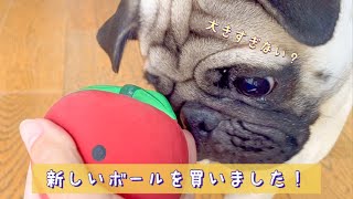 巨大ボールと格闘するパグと飼い主…