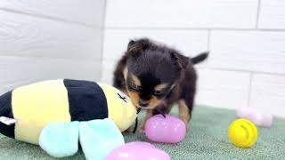 ハーフ犬の動画01