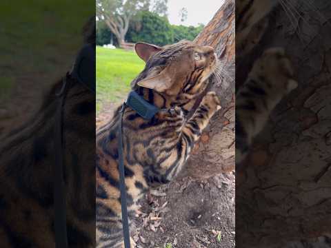 Tractive best GPS tracker 🐈‍⬛ #cats #catlover #gps #animallover #kitten #cat #tracker #bengalcat