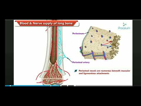 Blood supply of long bone 3D lecture @doctorbhanuprakash #mbbs #medvizz