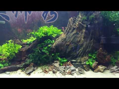 Masters Show - Aquarama 2016