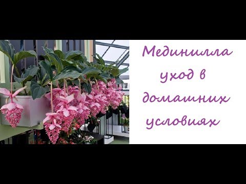 Мединилла уход в домашних условиях