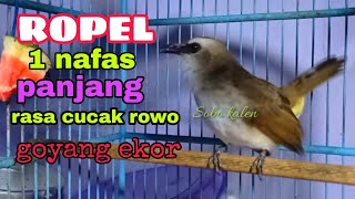 Download lagu burung Trucukan gacor Ropel 1 nafas panjang volume... mp3