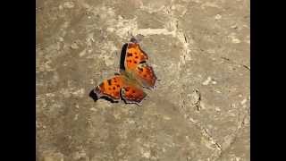 preview picture of video 'Eastern Comma Butterfly in Lawrenceburg Indiana - by Caveman Etris'