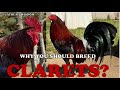 WHY BREED CLARETS BLOODLINES? - WATCH NOW!!!