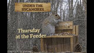 Bird and Squirrel Feeder - Under the Sycamores- Charlotte, North Carolina - #birdfeeder #birds
