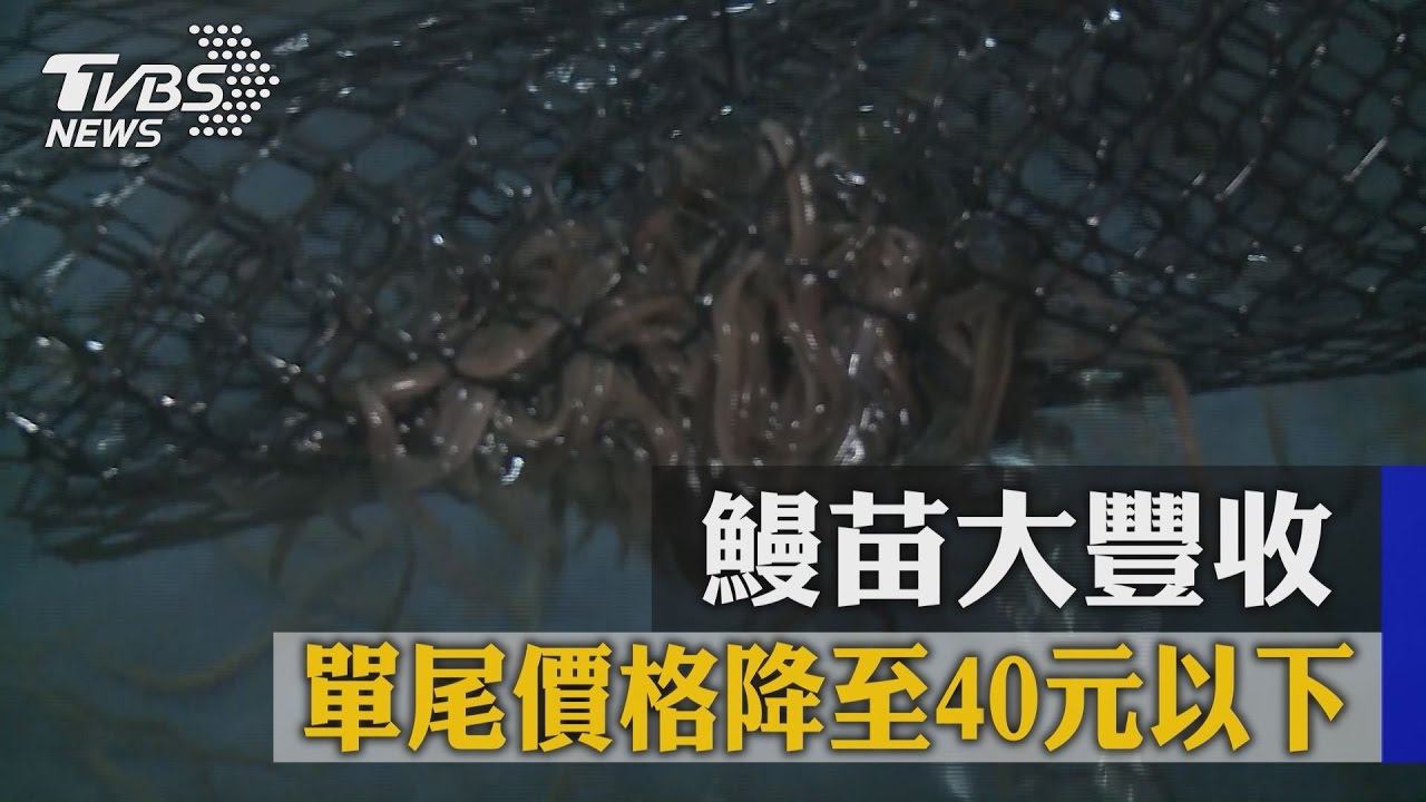 鰻苗大豐收 單尾價格降至40元以下