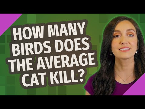 How many birds does the average cat kill?