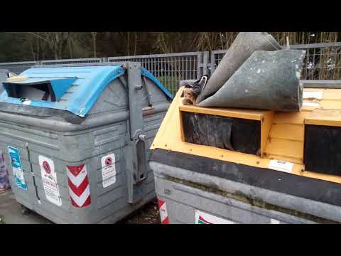 Hypostases sopra ragione occhi La faccia di chiarificazione imballa la natura di risposte siberik