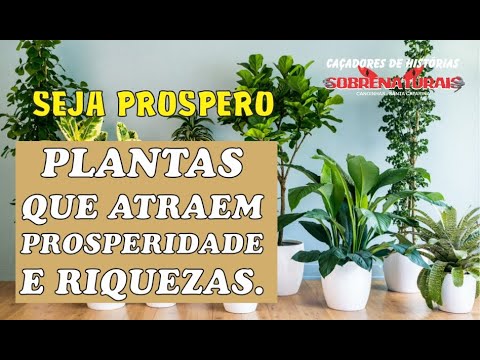 PLANTAS QUE ATRAEM PROSPERIDADE E RIQUEZAR PARA SUA VIDA