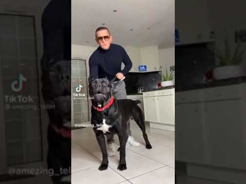 Agressive pitbull dog | #pitbull #dog #securitydog