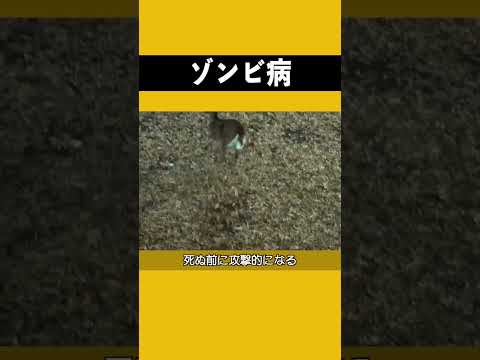 謎のウイルスで動物が「ゾンビ」に – 人間への感染も可能